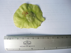 Pterocarpus acapulcensis