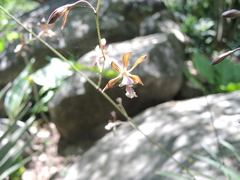 Encyclia acapulcensis
