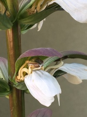 Acanthus mollis