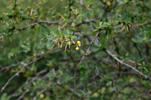 Berberis diaphana