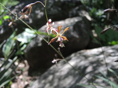 Encyclia acapulcensis