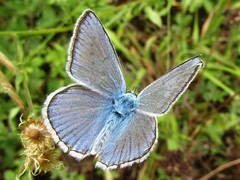 Polyommatus daphnis