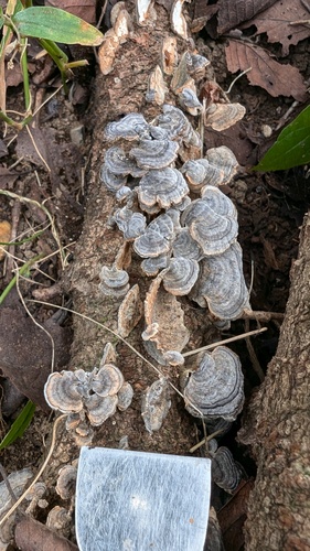 Trametes versicolor
