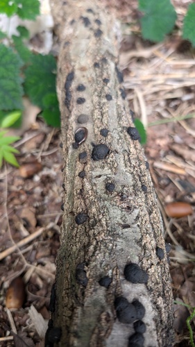 Annulohypoxylon truncatum