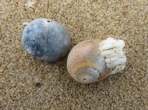 Large Necklace Shell, Zuid-Holland, Nederland, photo 6 of 10