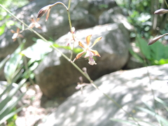Encyclia acapulcensis