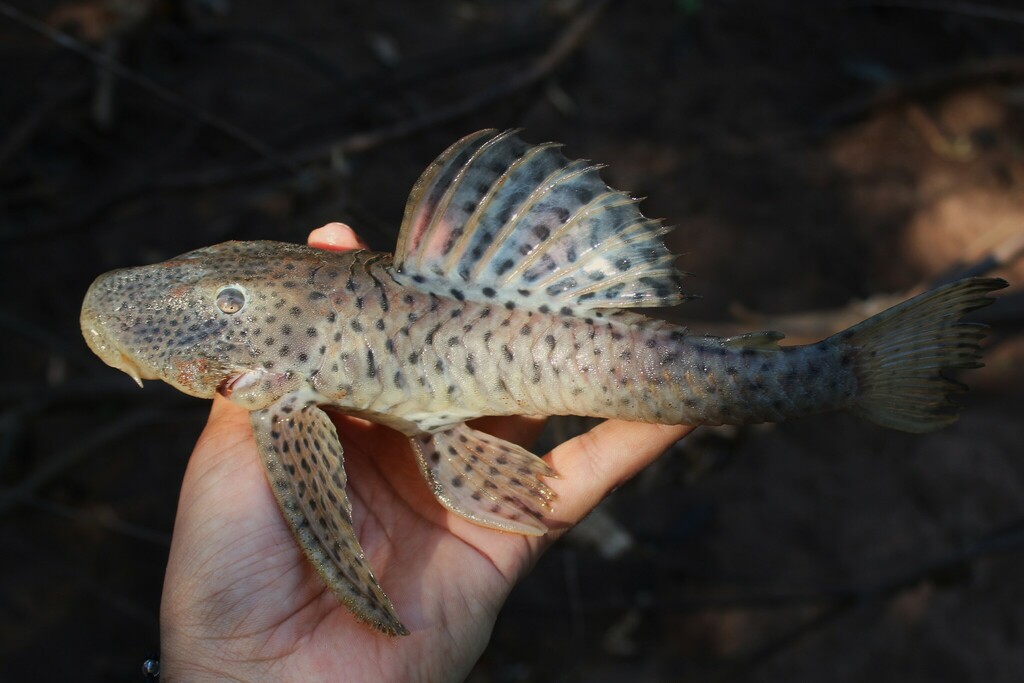 Speckled pleco (Hemiancistrus punctulatus) — Loricariidae