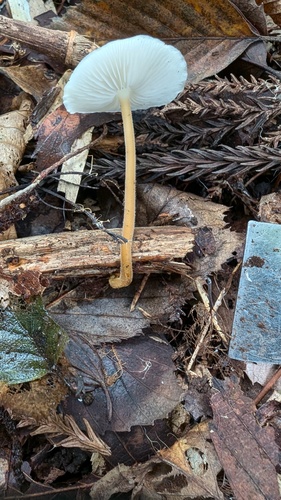 Strobilurus ohshimae