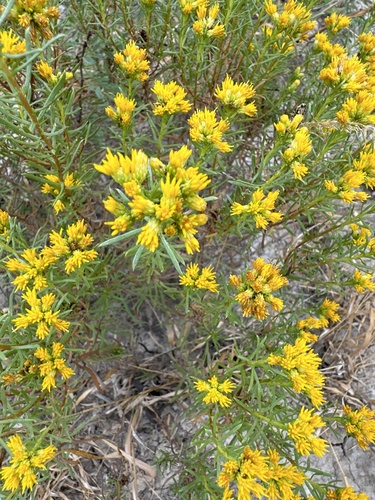 Image of Isocoma drummondii by no rights reserved