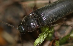 Melanotus castanipes