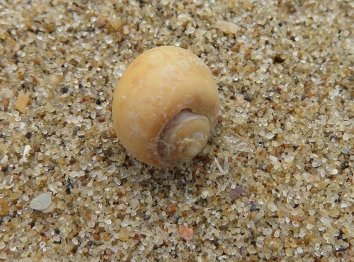 Alder's Necklace Shell, Zuid-Holland, Nederland, photo 7 of 10