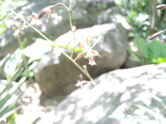 Encyclia acapulcensis