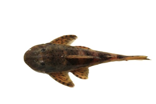 Speckled pleco (Hemiancistrus punctulatus) — Loricariidae — 3