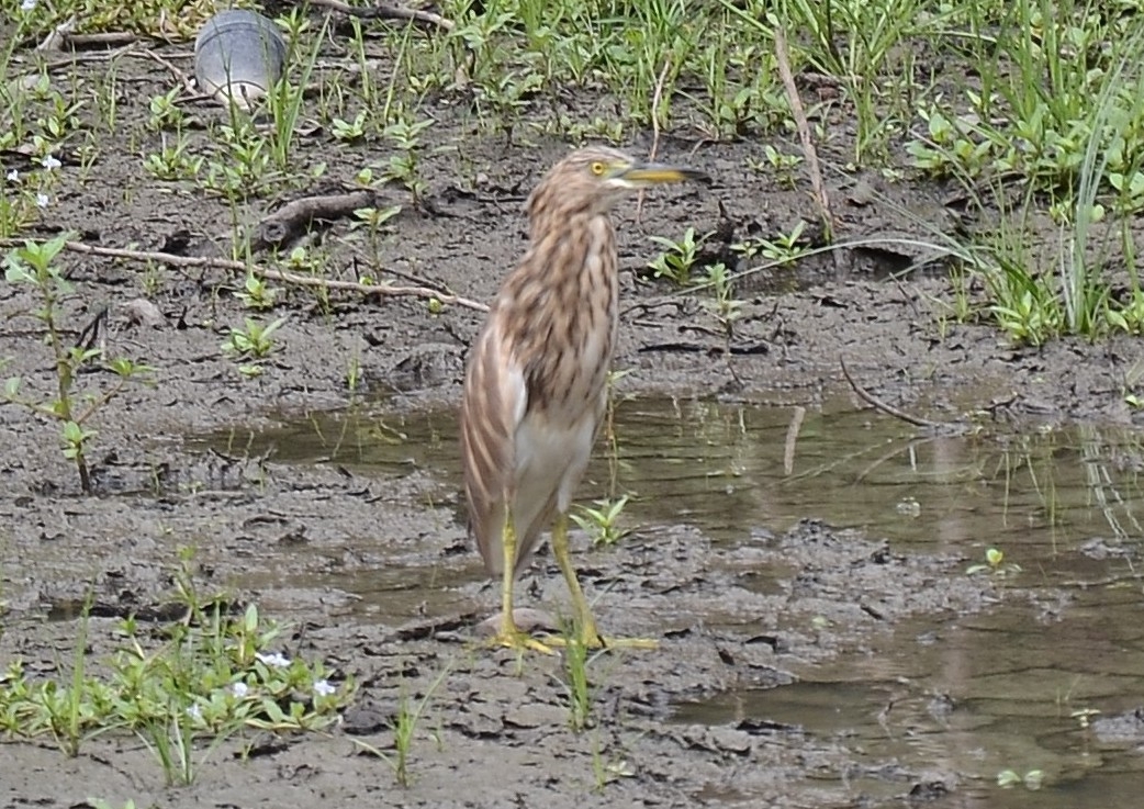 Indian Pond Heron