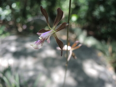 Encyclia acapulcensis