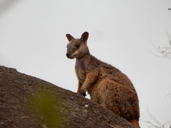 Cape York Rock-Wallaby photo 2