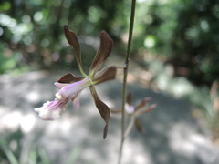 Encyclia acapulcensis