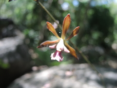 Encyclia acapulcensis
