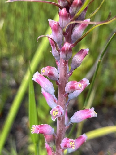 Image of Lachenalia rosea by (c) Charleen Brunke, some rights reserved (CC BY)