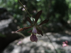 Encyclia acapulcensis