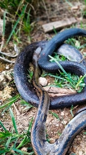 Black Copper Rat Snake