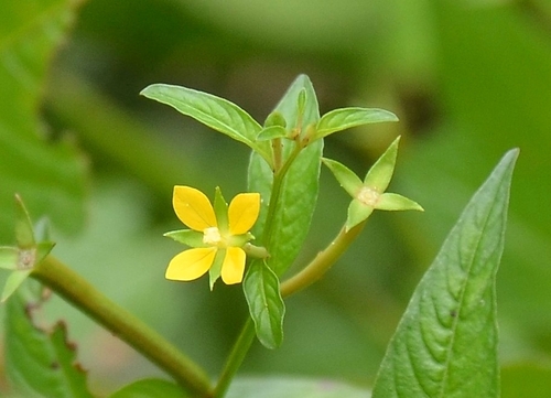 Image of Linear Leaf Water Primrose by (c) renjus box, some rights reserved (CC BY)