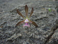 Encyclia acapulcensis