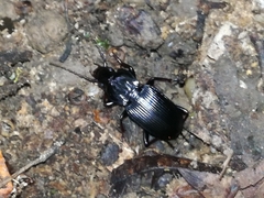 Pterostichus micans