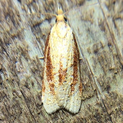 Sparganothis bistriata