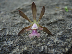 Encyclia acapulcensis