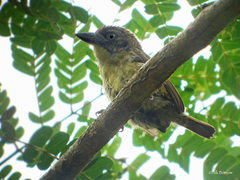 Pogoniulus scolopaceus