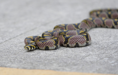 Mandarin Ratsnake