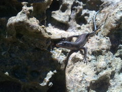 Emoia atrocostata