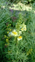 Linaria vulgaris