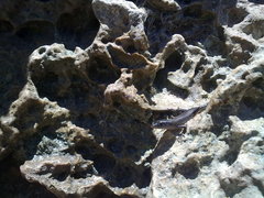 Emoia atrocostata