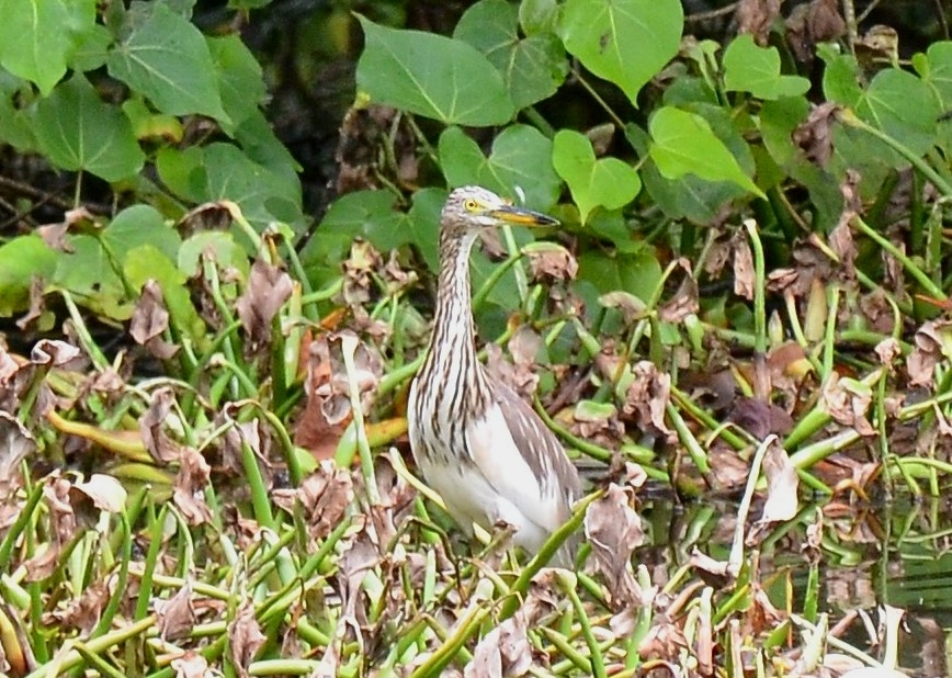 Indian Pond Heron