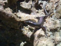 Emoia atrocostata