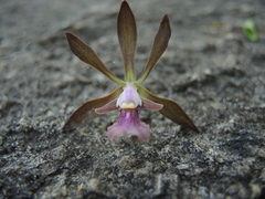 Encyclia acapulcensis