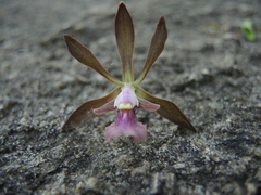 Encyclia acapulcensis