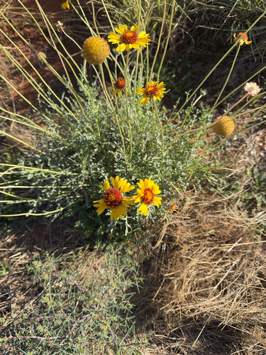 Image of Gaillardia pinnatifida by (c) donbull, some rights reserved (CC BY)