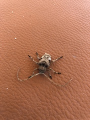 Lagocheirus araneiformis stroheckeri