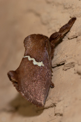 Monoleuca semifascia