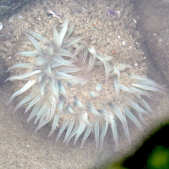 Anthopleura elegantissima