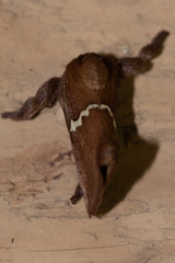 Monoleuca semifascia