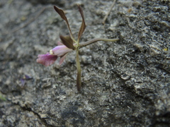 Encyclia acapulcensis