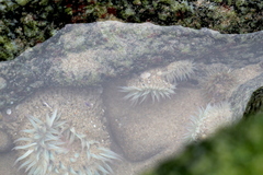 Anthopleura elegantissima