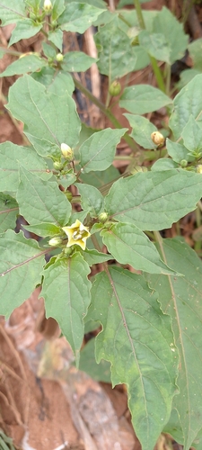 cutleaf groundcherry