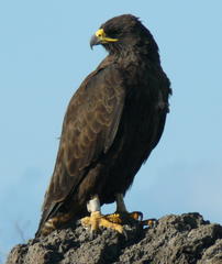 Galapagos Hawk photo 3