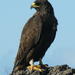Galápagos Hawk - Photo (c) Douglas J. Long, some rights reserved (CC BY-NC), uploaded by Douglas J. Long
