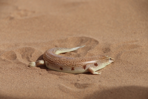 Western Sandfish, Scincus albifasciatus